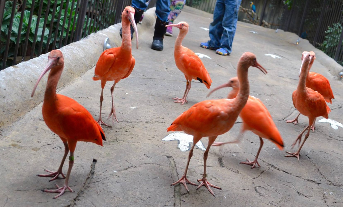 bird_kingdom_carousel_3-1325x800-300k