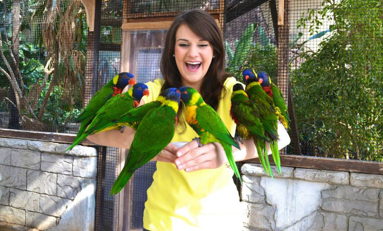 bird_kingdom_carousel_4-1325x800-300k