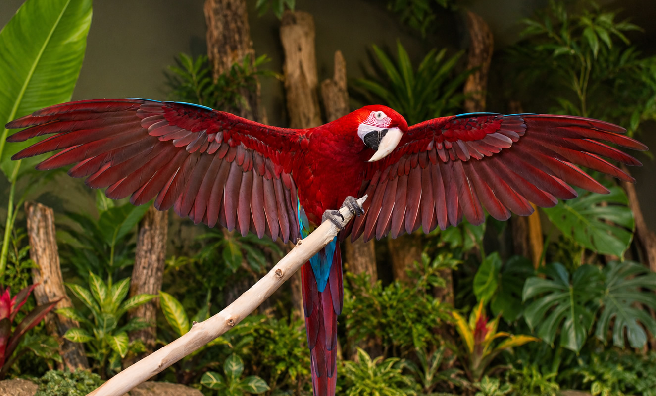 bird_kingdom_carousel_6-1325x800-300k