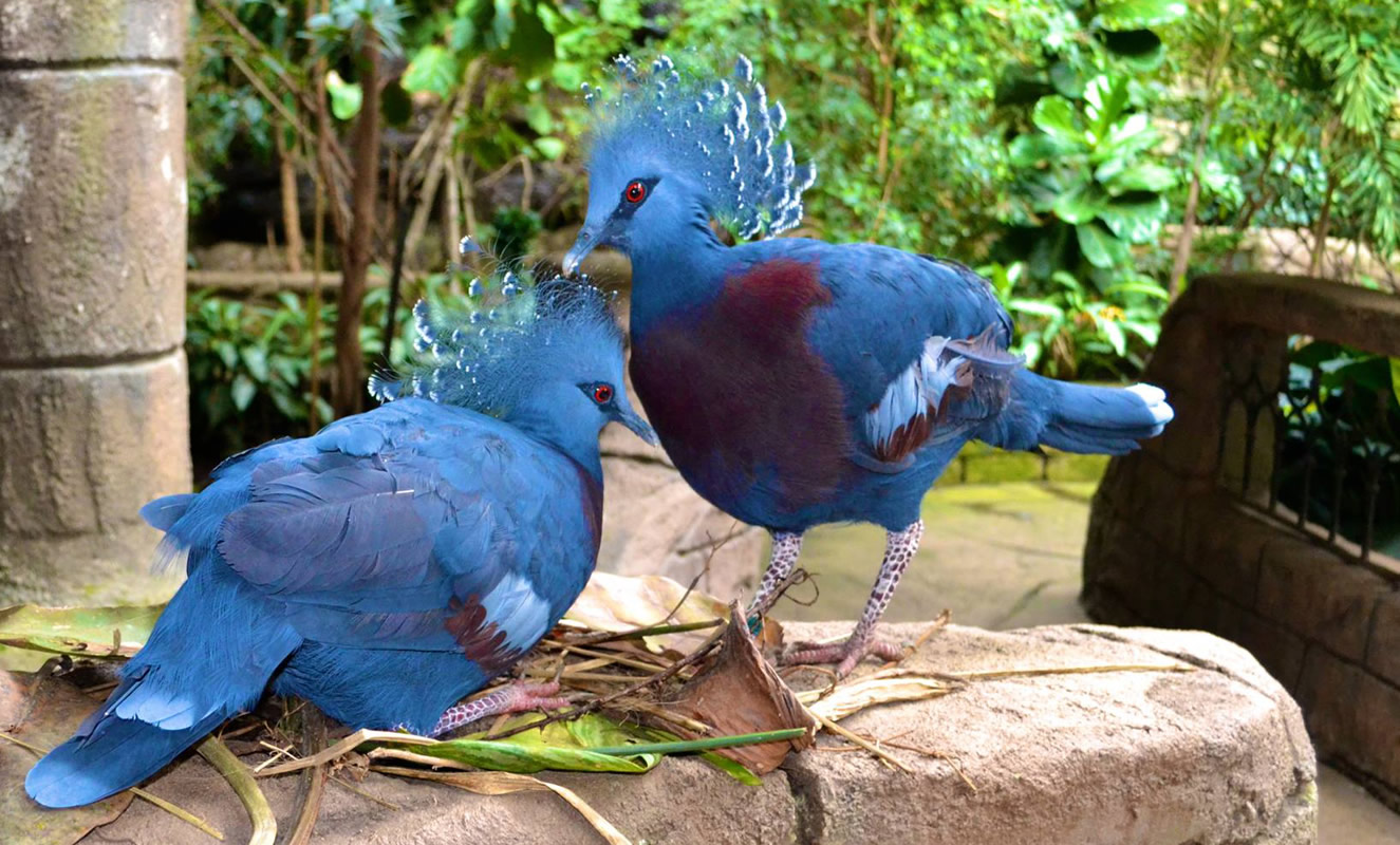 bird_kingdom_carousel_7-1325x800-300k