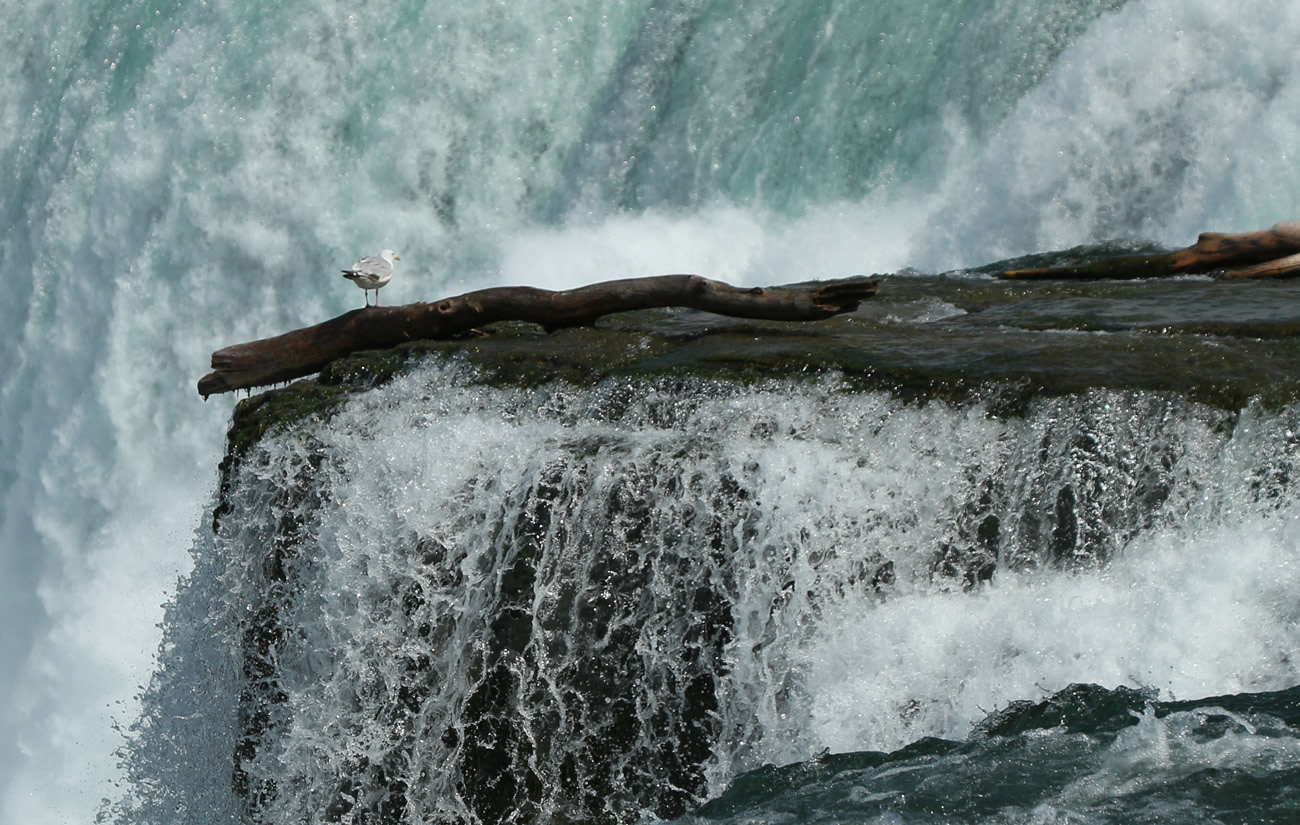 Sea gull enjoying the view of Niagara Falls