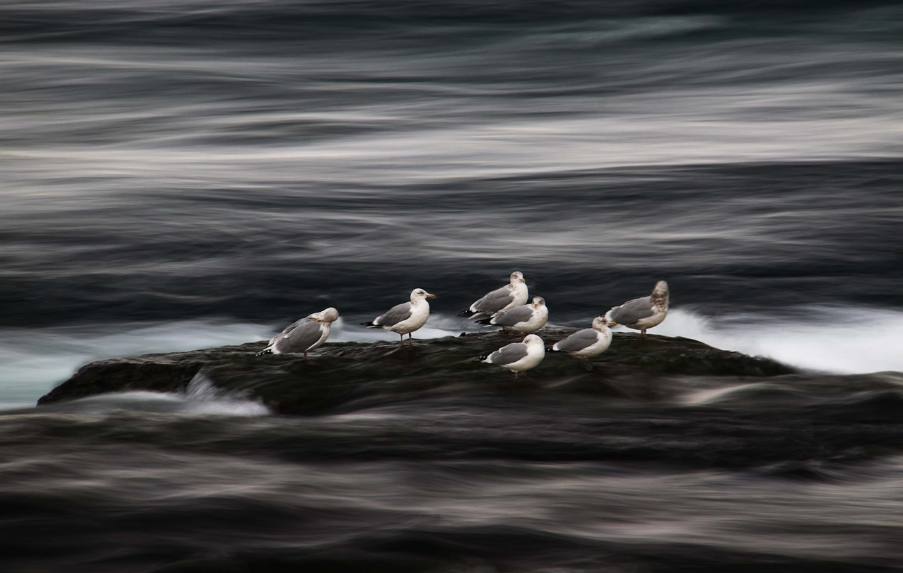 Local seagulls enjoying views of Niagara Falls
